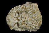 Fossil Crinoid (Zeacrinites) - Alabama #122388-1